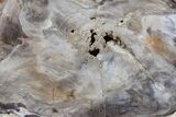 Polished Petrified Wood Round - Nevada #166428-1